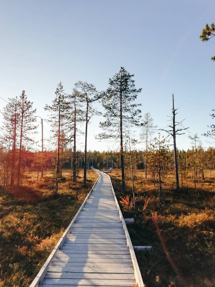 <p><em>Landscape in Lapland. Photo: Tikkanen<br /></em></p>