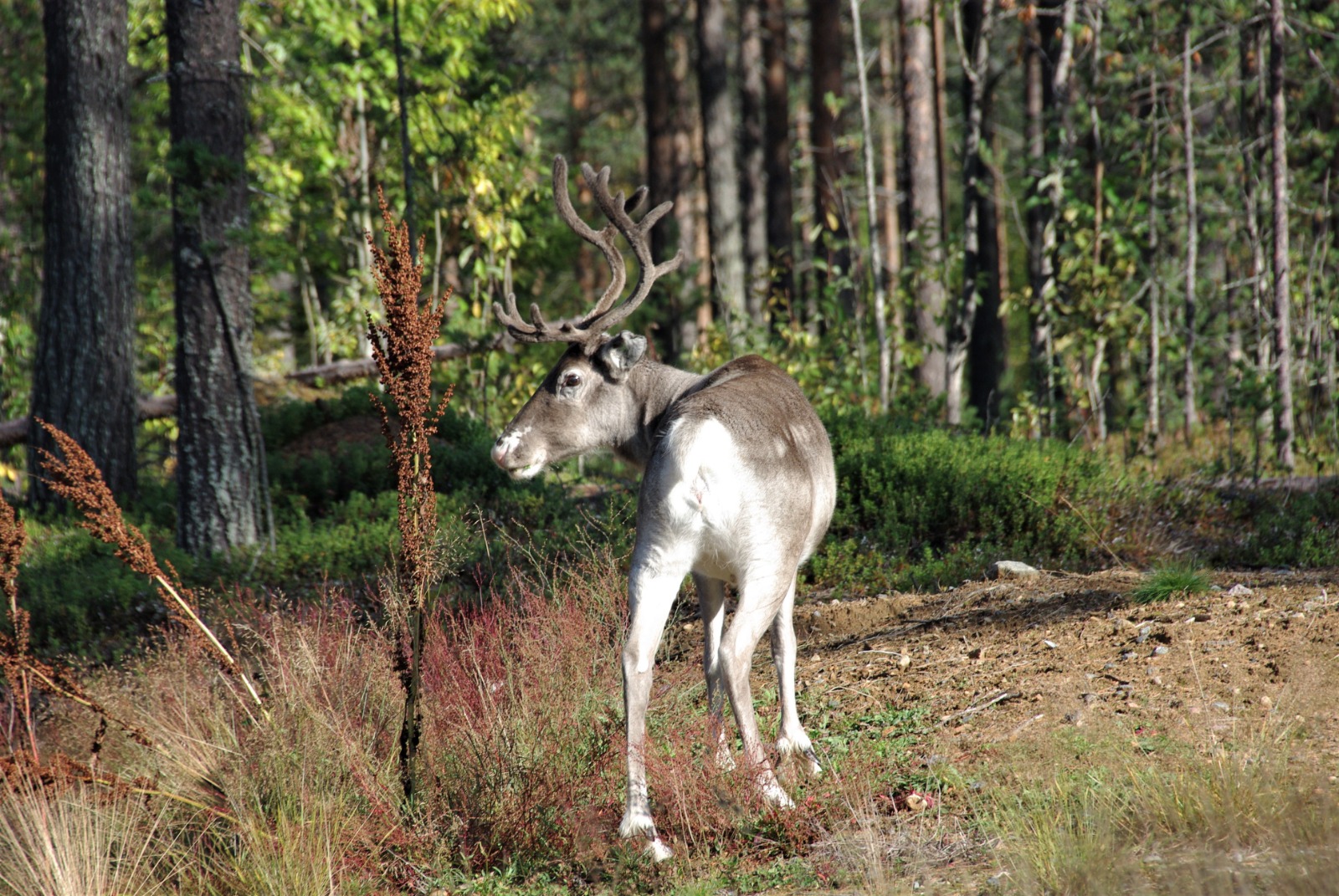 <p><em>Rendeer in Lapland. Foto: Mikolasch </em></p>