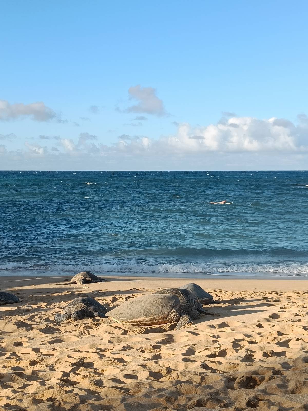 <p>Turtles in the bay ©Tobias Brzezowsky</p>