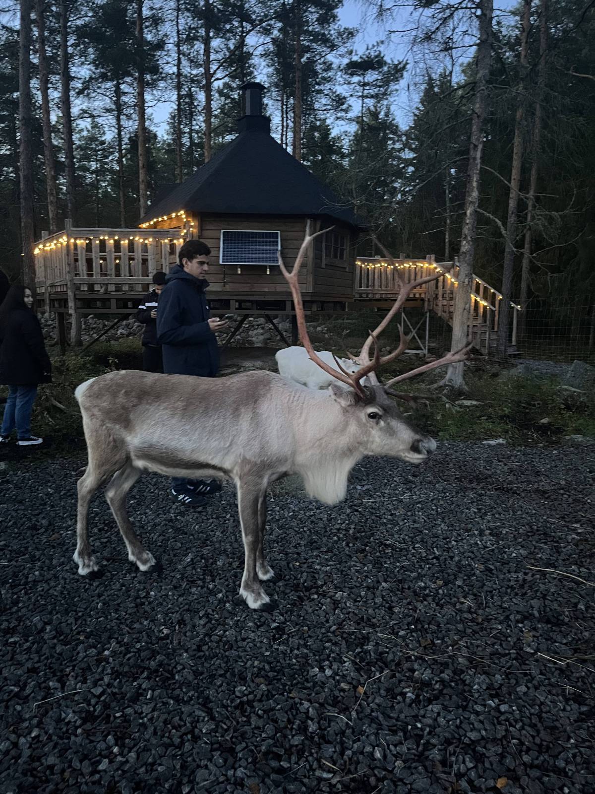 <p>Visit to a reindeer farm in Kokkola © MCI / Summer</p>