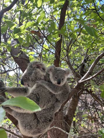 <p>Koalas - eine unvergessliche Begegnung mit der einheimischen Tierwelt Foto: FranziskaThurner</p>