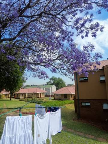 <p>die Blüte der Jacaranda-Bäume im November in Pretoria beeindruckten Jacky besonders ©Leifeld</p>