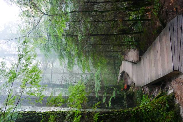 <p>A visit to the rainforest is also a must during your semester abroad in Vancouver. Foto: Bösch/Rauter</p>